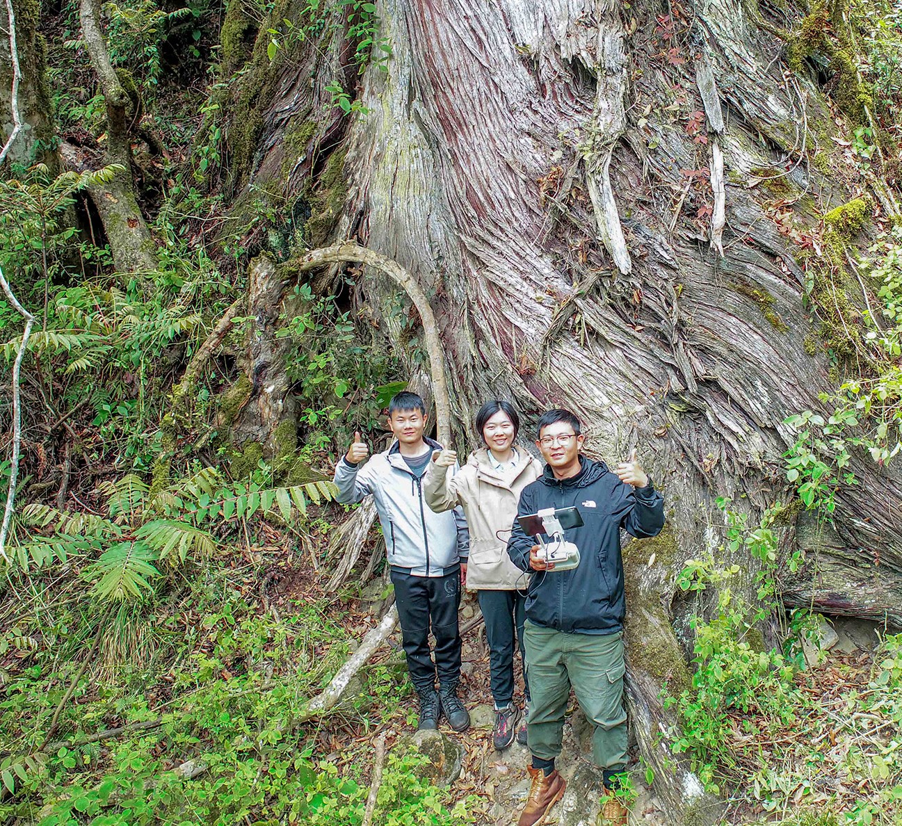 Photo: Gigantic cypress tree